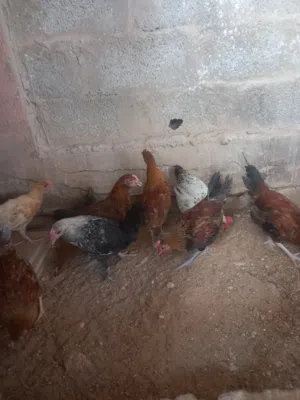 ديوك عربي عمر شهرين