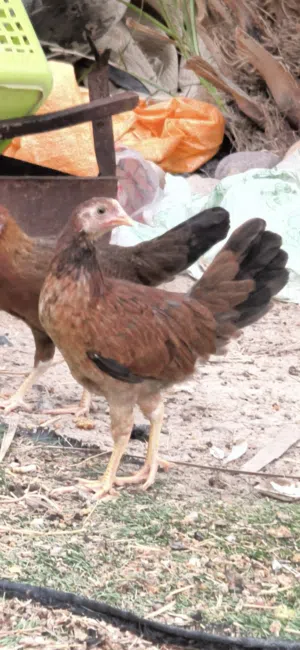 متاح كويتيات شمسي وفري ومطوك 2 ديك و 8 دجاجات عمر 4 اشهر ينباعن شلعه وحده