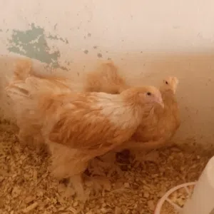 براهما ليموني