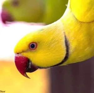 مجموعه ببغاء دره وكويكر مميزه للبيع