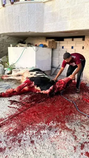 ذبح الأضاحي