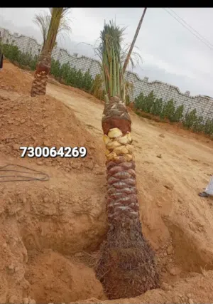 لجميع أعمال النخل زراعه او عمل وكذالك لبيع التمر والدبس