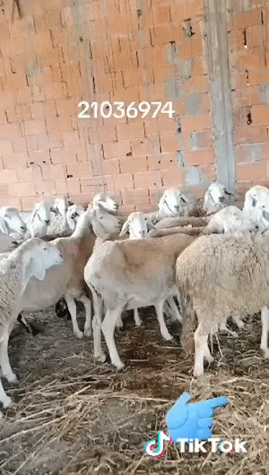 ‏غنم‏2