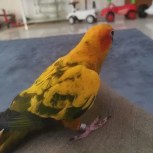 عادل 