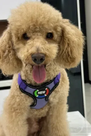 Fully Trained Toy Poodle