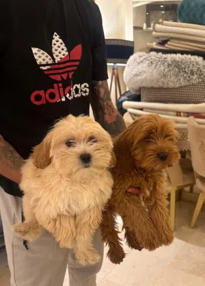 Shih Tzu × Toy Poodle Puppies  جراء شيتزو مكس توي بودل