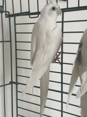 انث كوكتيل البينو صافي عبونها حمراء