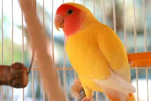 ببغاء روز مدرب