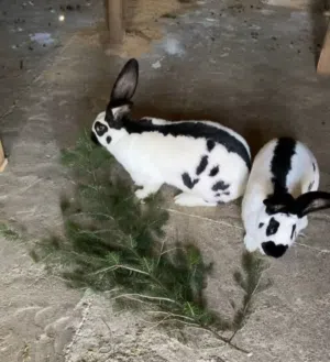 مطلوب ارانب شغاله وجاج بلدي داخل جرش