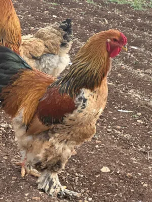 بيض دجاج مخصب