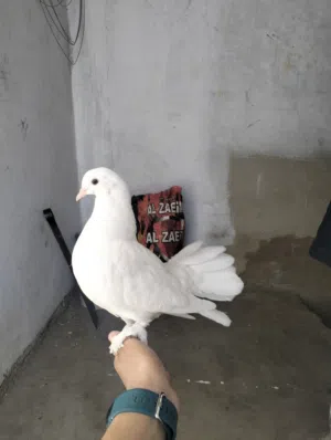 متوفر طيره هزاز مع فرخها ادفع بحق الله وخذهم