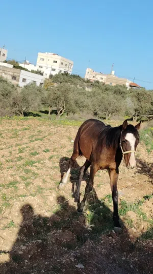 مهر للبيع نخب