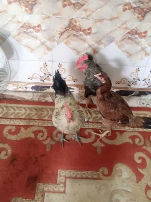 دجاجه وديجين2 للبيع في البصره الحيانيه  سعر55 077