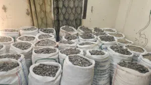 عرض جونيه لبان حوجري فصوص 40 كيلو