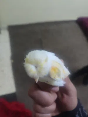 انذا كنار للبيع موجودا في الخليل انثا حبا اكبيرا امقمبرة