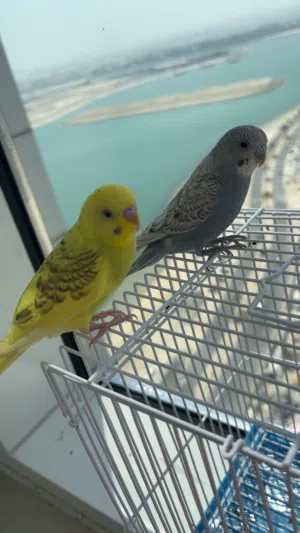 جوز طيور الحب بادجي