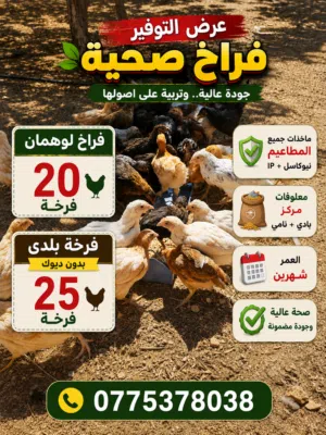 للبيع فراخ عمر شهرين  لوهمان براون فراخ بلدي بدون ديوك