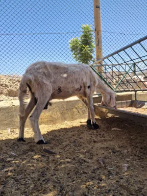 ما شاءالله جاعده ذات حليب وافر