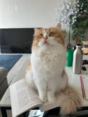 Persian shirazi 2,5 years old, spayed, friendly
