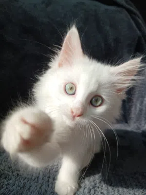 2 months old white persian kitten
