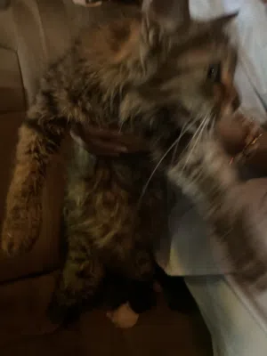 قطوه بيت تهبل