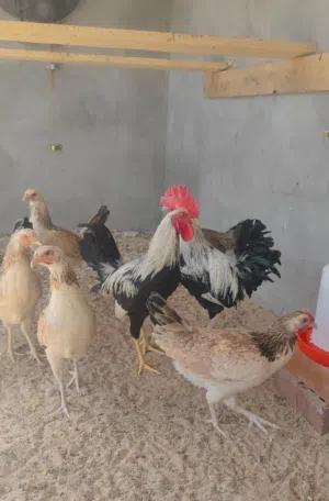 دجاج دندراوي خط اول للبيع.. 8 دجاجات و2 ديوجه