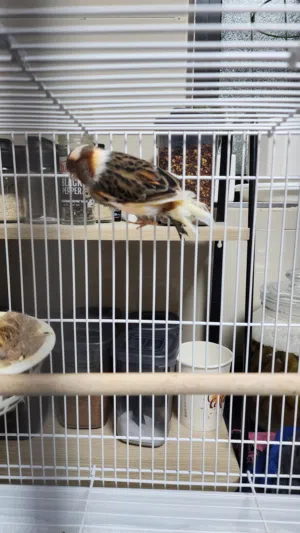 canary birds, 1 pair and 2 3 months old checks