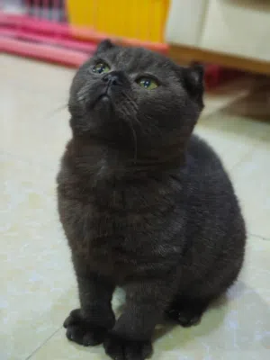 Scottish Fold Ears Male