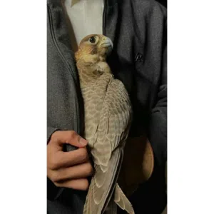 صالح الحسناوي 