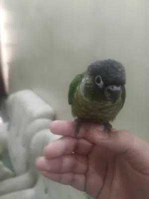 كنيور كرين شيك اليف طينة عمر 3 اشهر ما يعض و لعوب يعرف يسلم