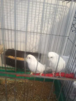 جوزين حب البينو ولاتينو