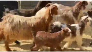 أغنام 3 مع اولادهن جدي وسخلات 2 + غنم عشرات 2 العدد الكلي 8