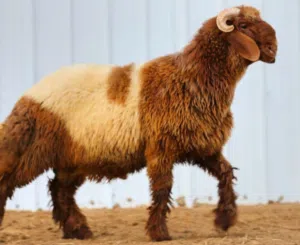 نعاج عواس مع كبش