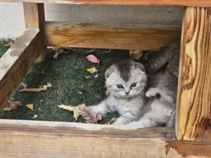 Scottish Fold kitten