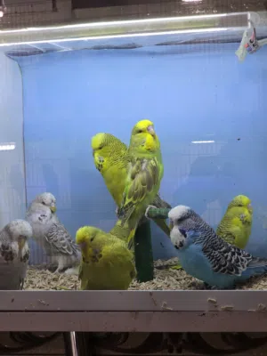 طيور حب انكليزي