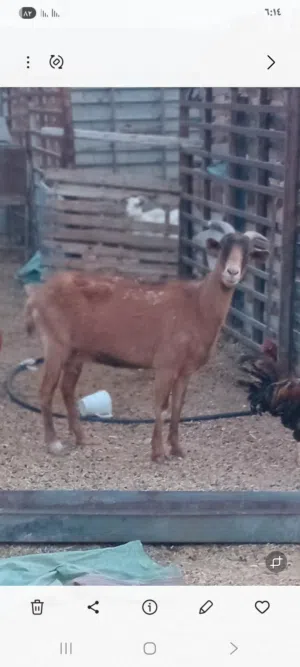 عنز فرنساويه جنس حليب ما شاء الله مكسبه ليها شهر