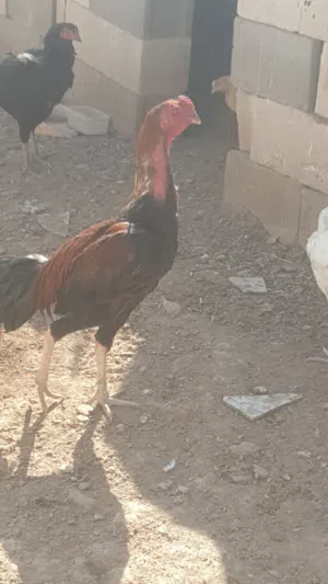 متاح بيض دجاج هراتي