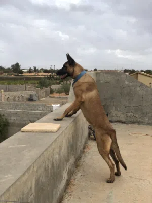 كلابه مينوا