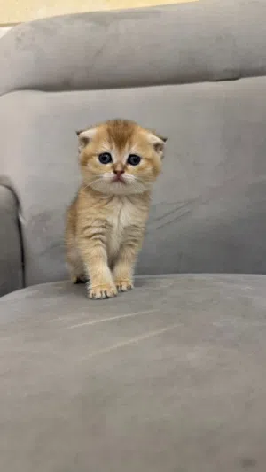 كتنز سكوتش فولد