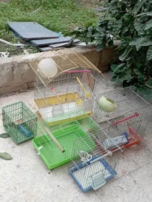 قفص الطيور وعصافير