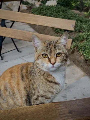 Very beautiful calico ginger mix female cat
