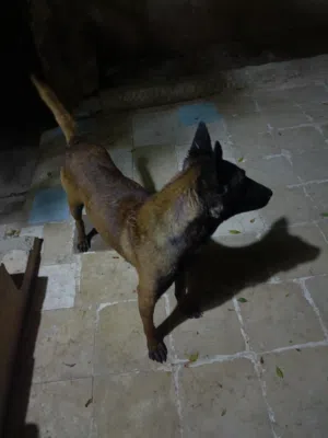ذكر مالينو نخب عمره سنة وشهرين