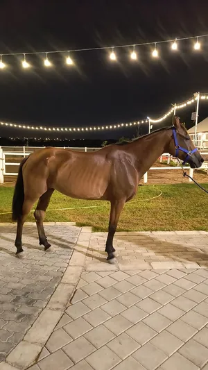 Horses1