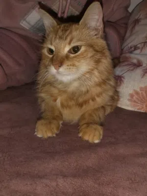 قطط للبيع علي 1000الاتنين