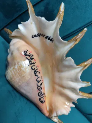 أصداف ومحار كبيره