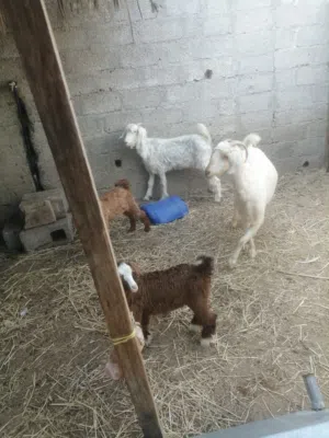حلال غنم جامودي لتربيه