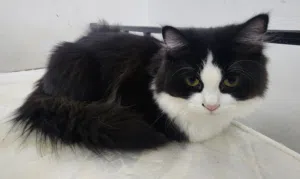 Male cat for adoption  6-10 months old litter trained  Playful and loving