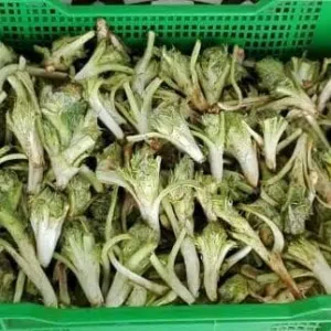 عكوب طازج للبيع بسعر مناسب