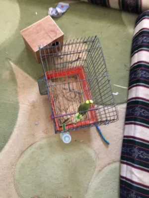 طير للبيع مكان مصراته