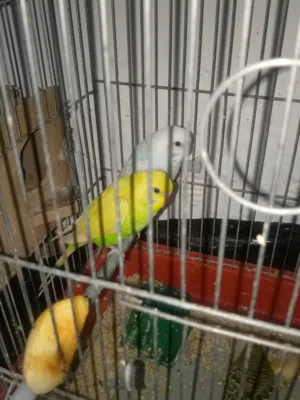 طيور حب للبيع